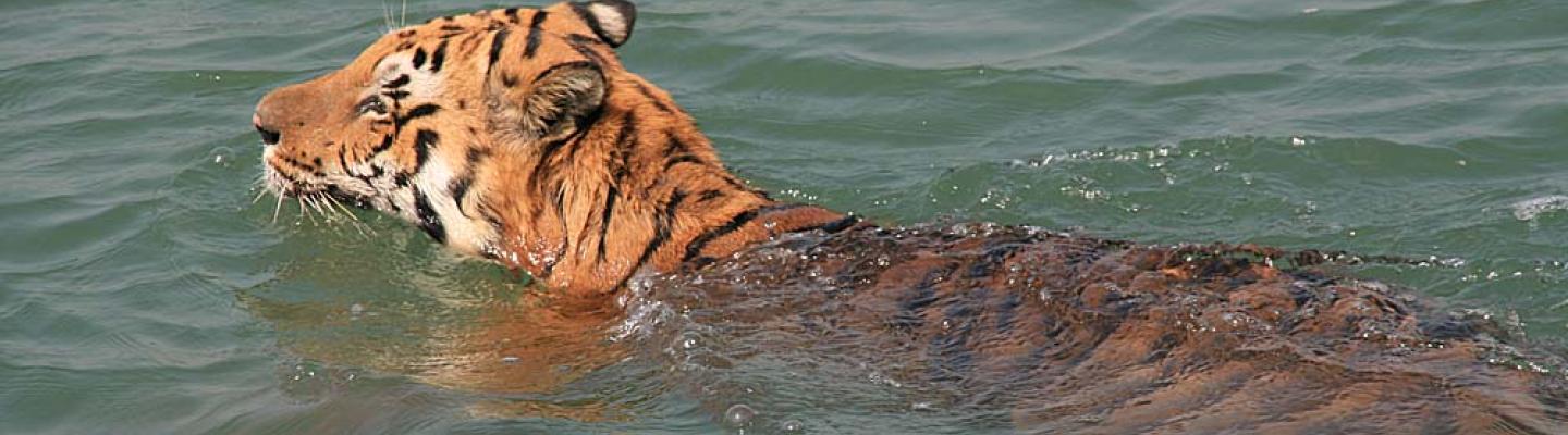 sundarbans - gerard litjens